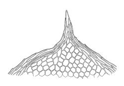 Calyptrochaeta apiculata, apex of lateral leaf. Drawn from W. Martin s.n., 26 Dec. 1949, CHR 465851.
 Image: R.C. Wagstaff © Landcare Research 2017 